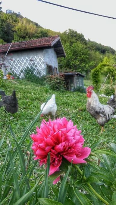 פדבנה Casa Nella Natura Il Risveglio Degli Elfi מראה חיצוני תמונה
