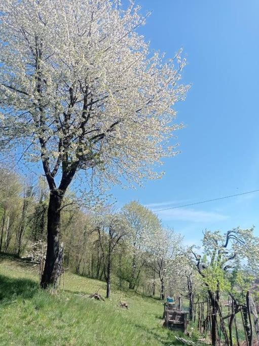 פדבנה Casa Nella Natura Il Risveglio Degli Elfi מראה חיצוני תמונה